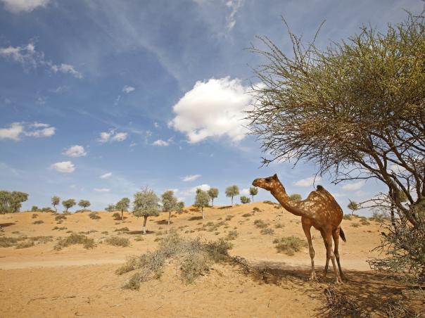 Ras Al Khaimah Beach & Desert